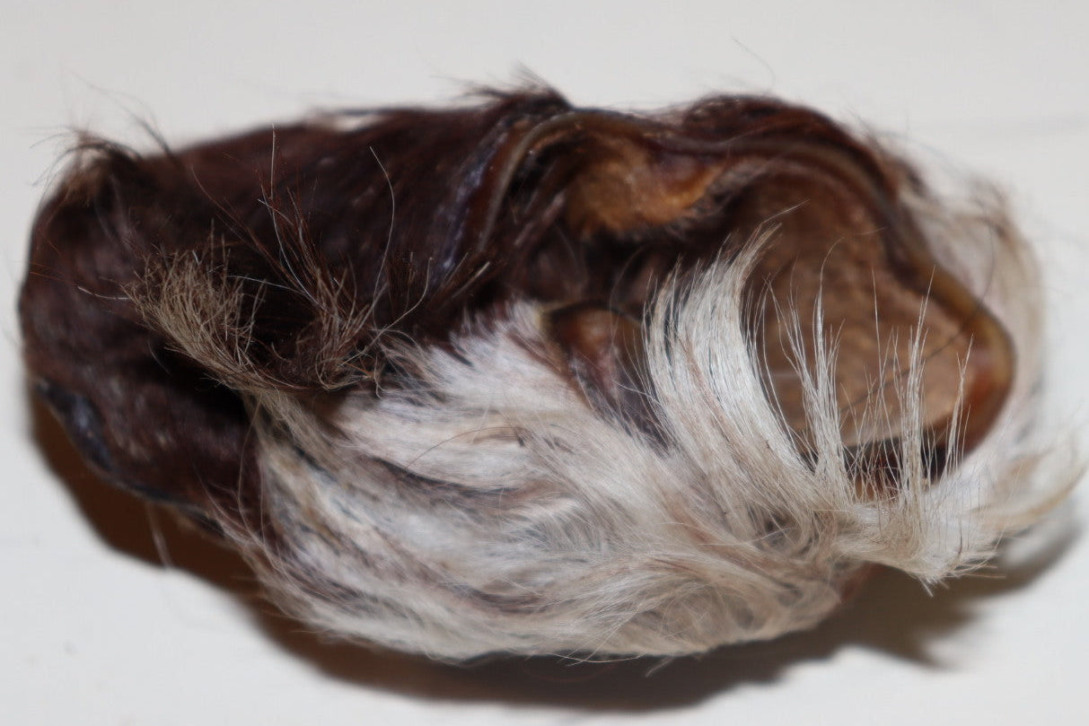 Wild Boar Ears 5 pack