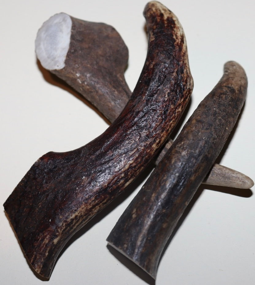 Deer Antler Small