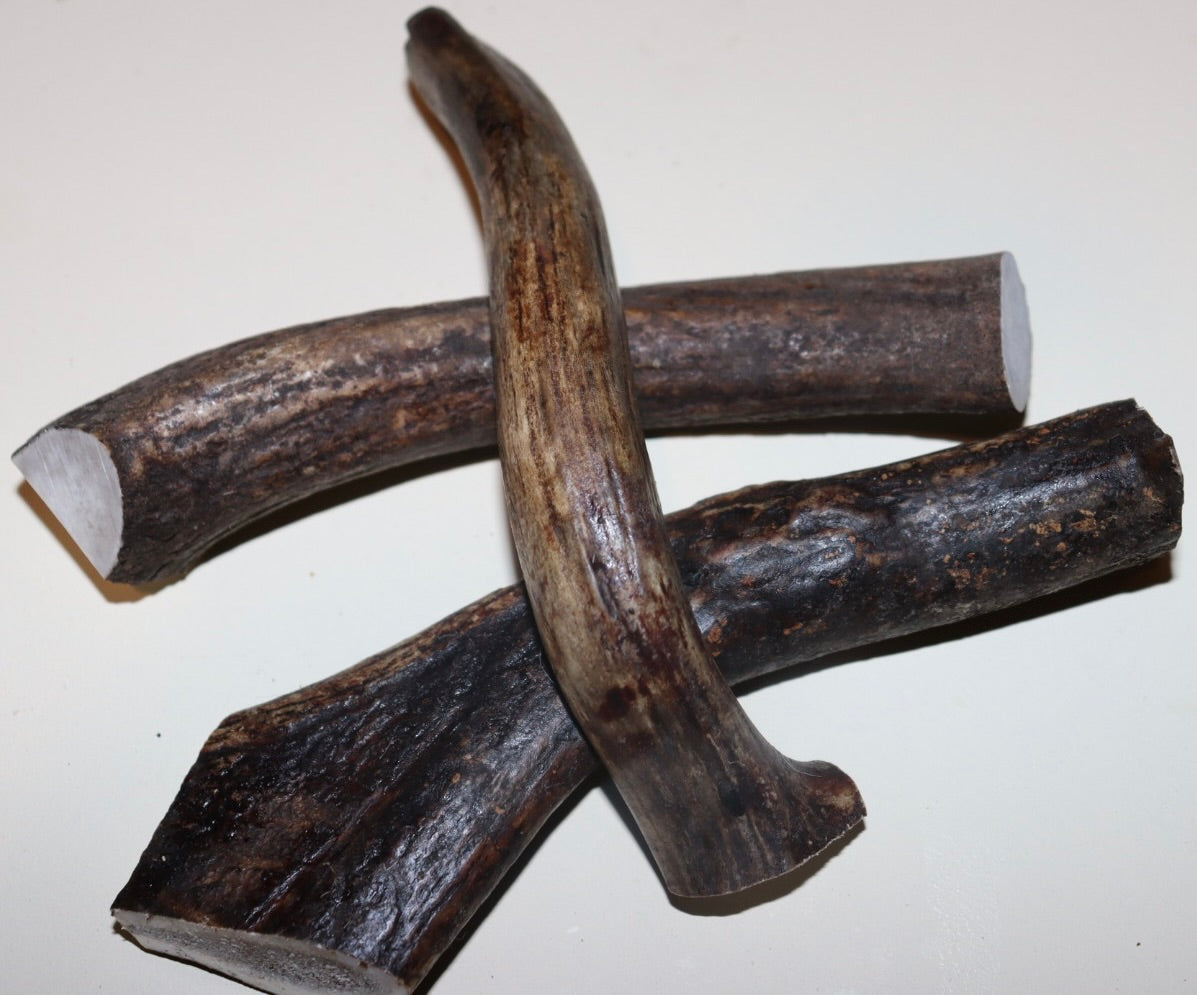 Deer Antler Medium
