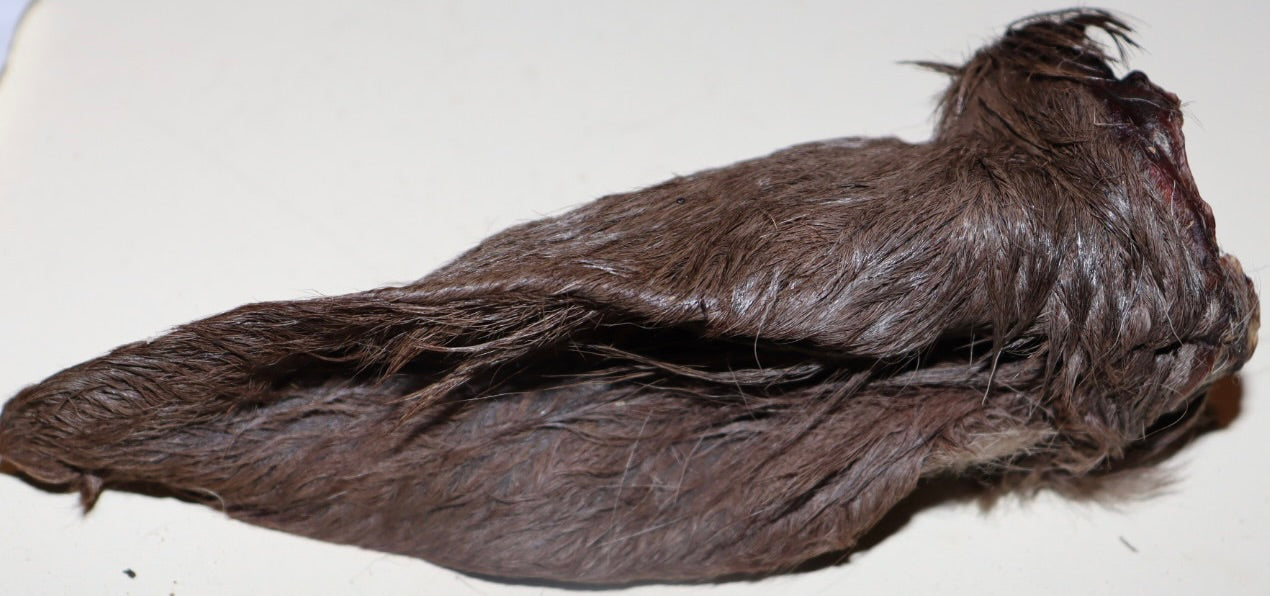 Deer Ears 5 pack