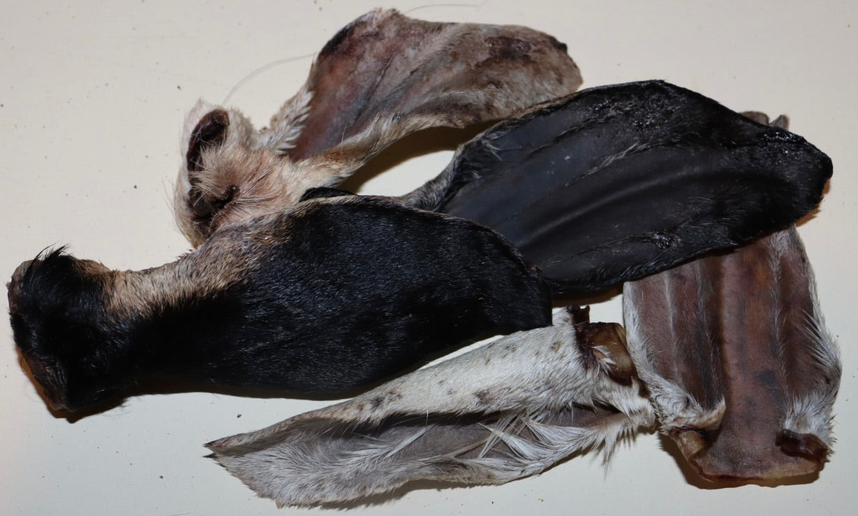 Goat Ears 5 pack