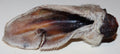 Lamb Ear
