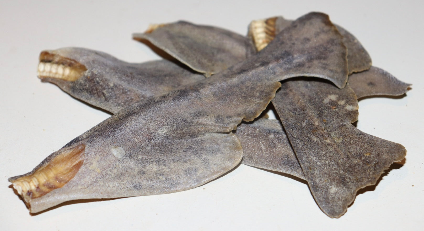 Cartilage tails 2 pack