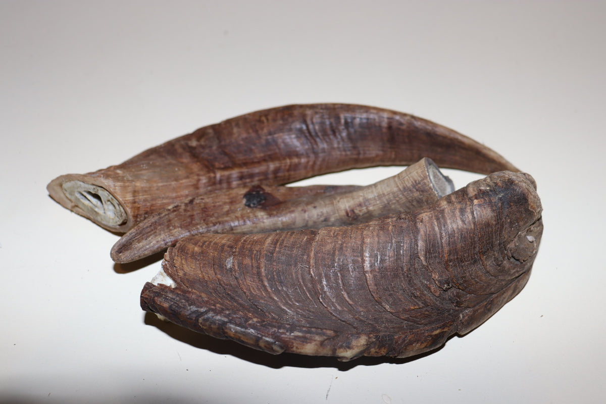 Goat Horn Whole